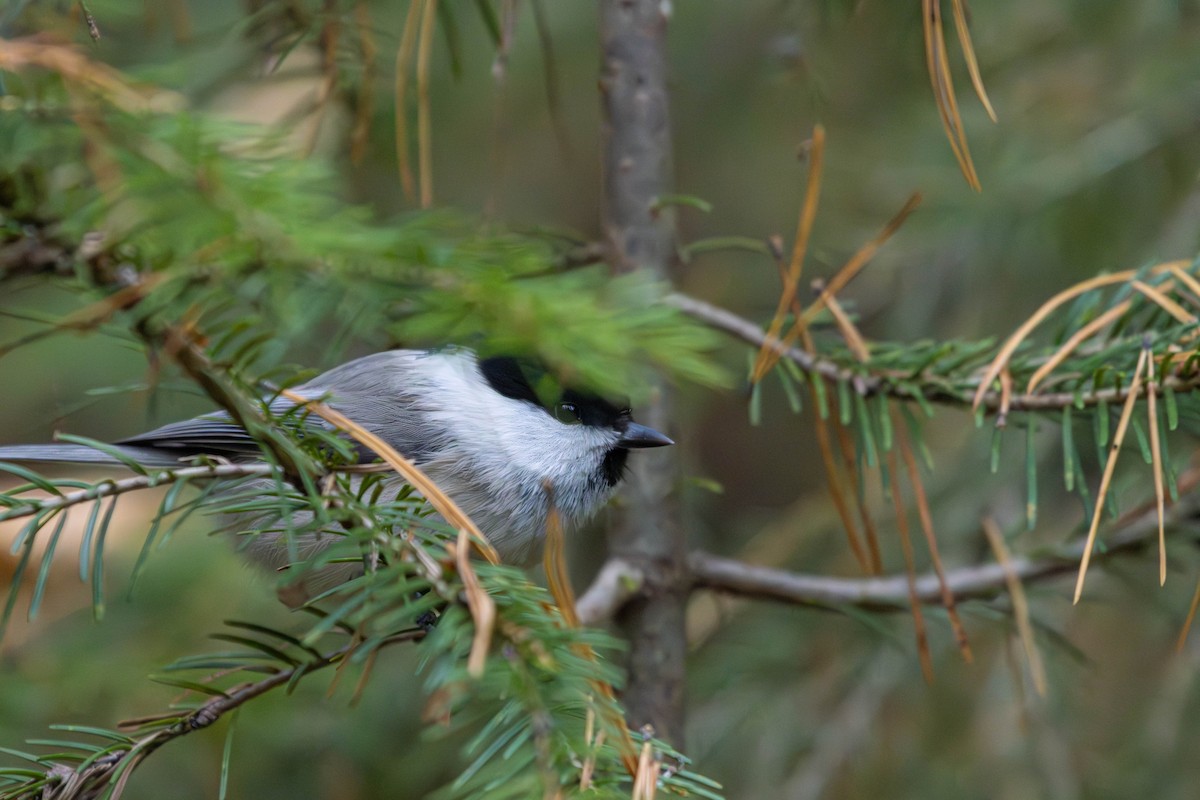 Willow Tit - ML643280911