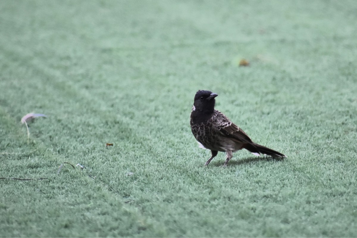 Red-vented Bulbul - ML643280915