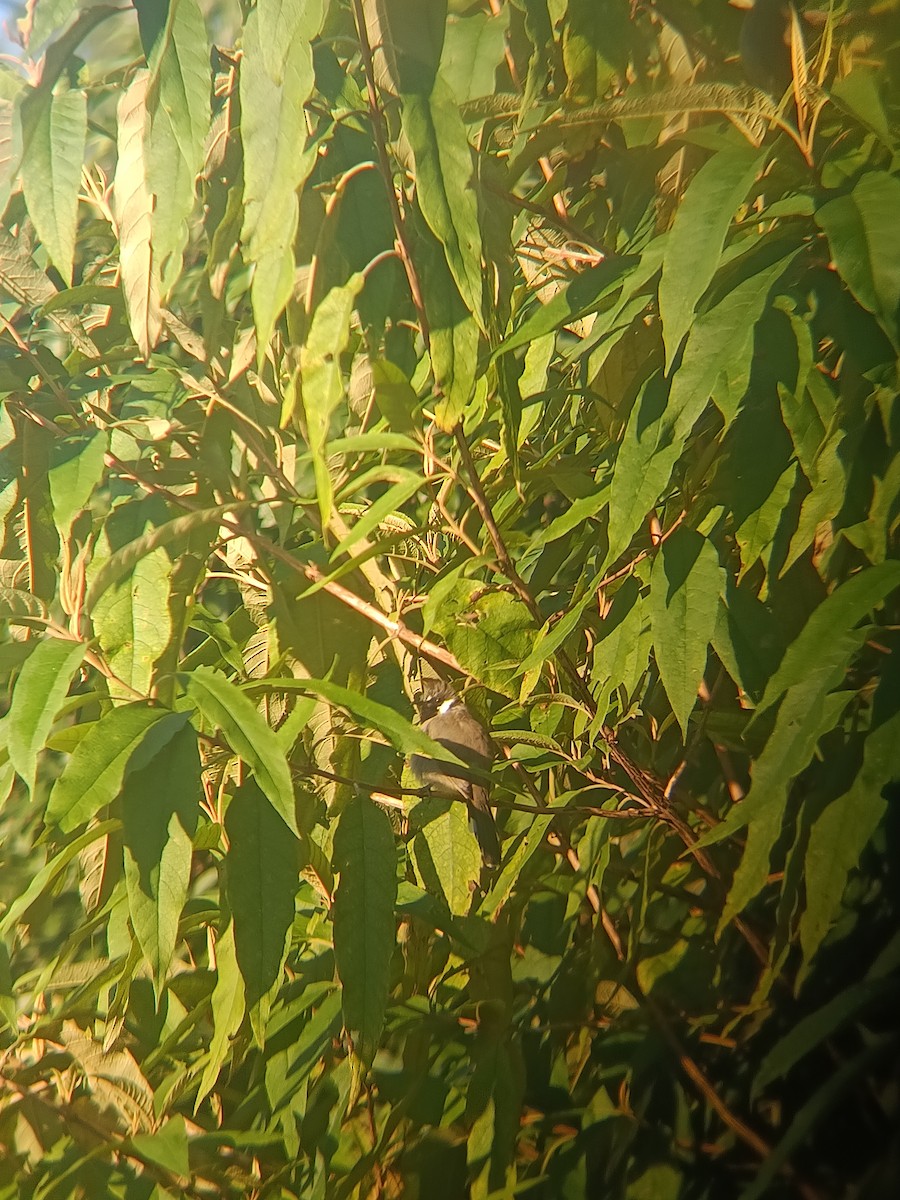 Himalayan Bulbul - ML643280936