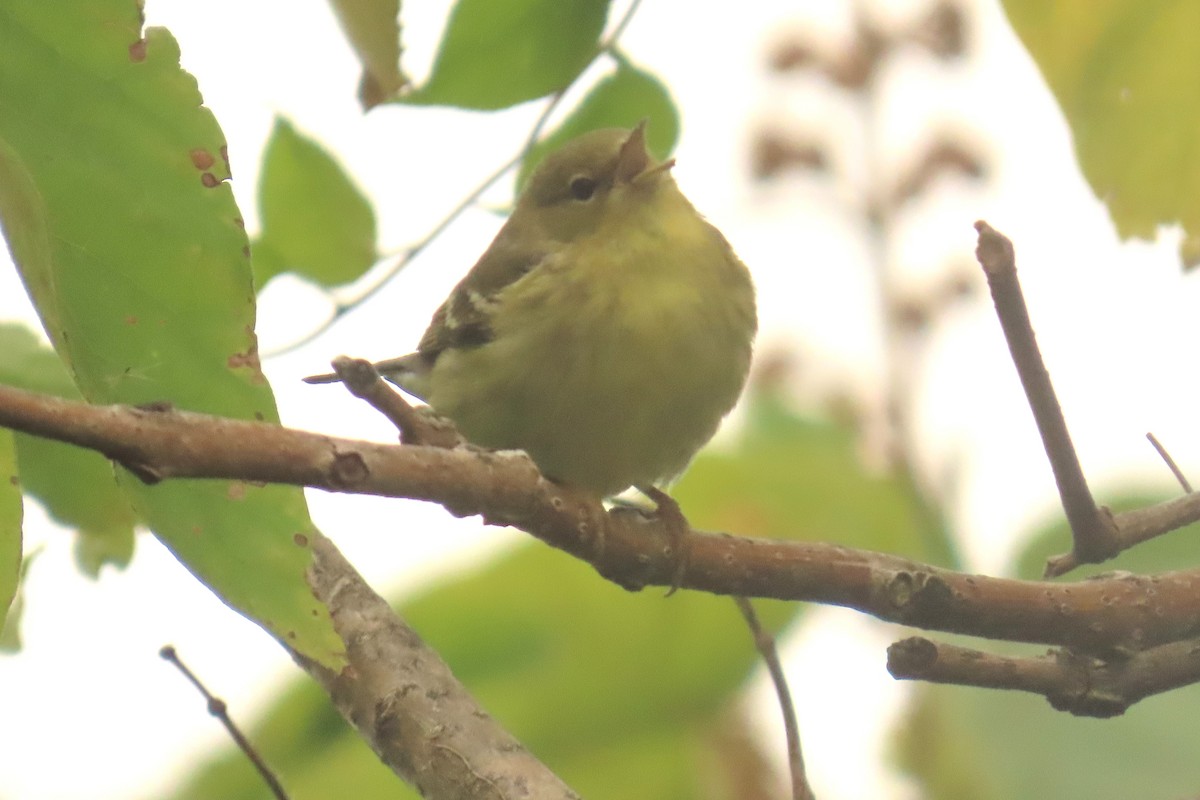 Blackpoll Warbler - ML643280939