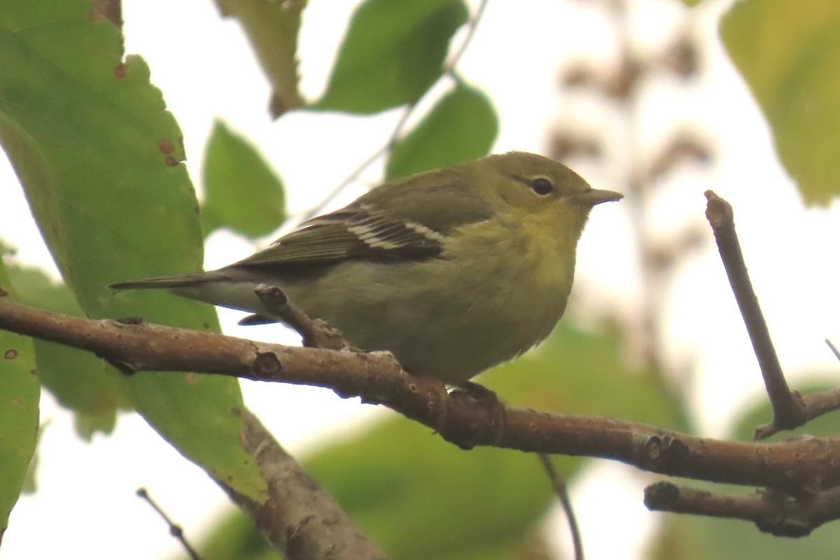 Blackpoll Warbler - ML643280940