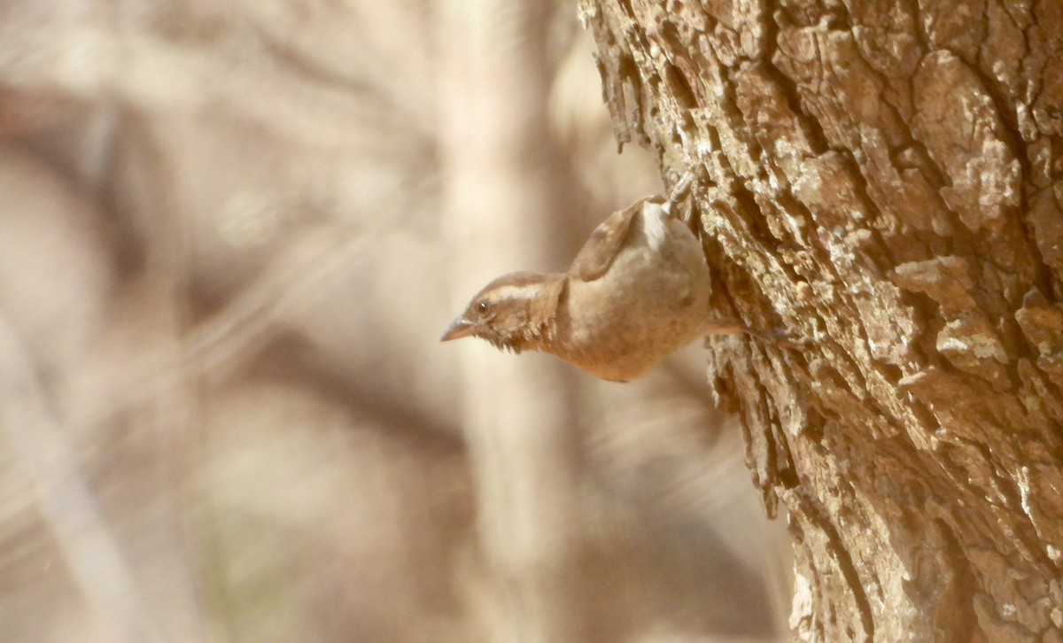 Yellow-throated Bush Sparrow - ML643280955