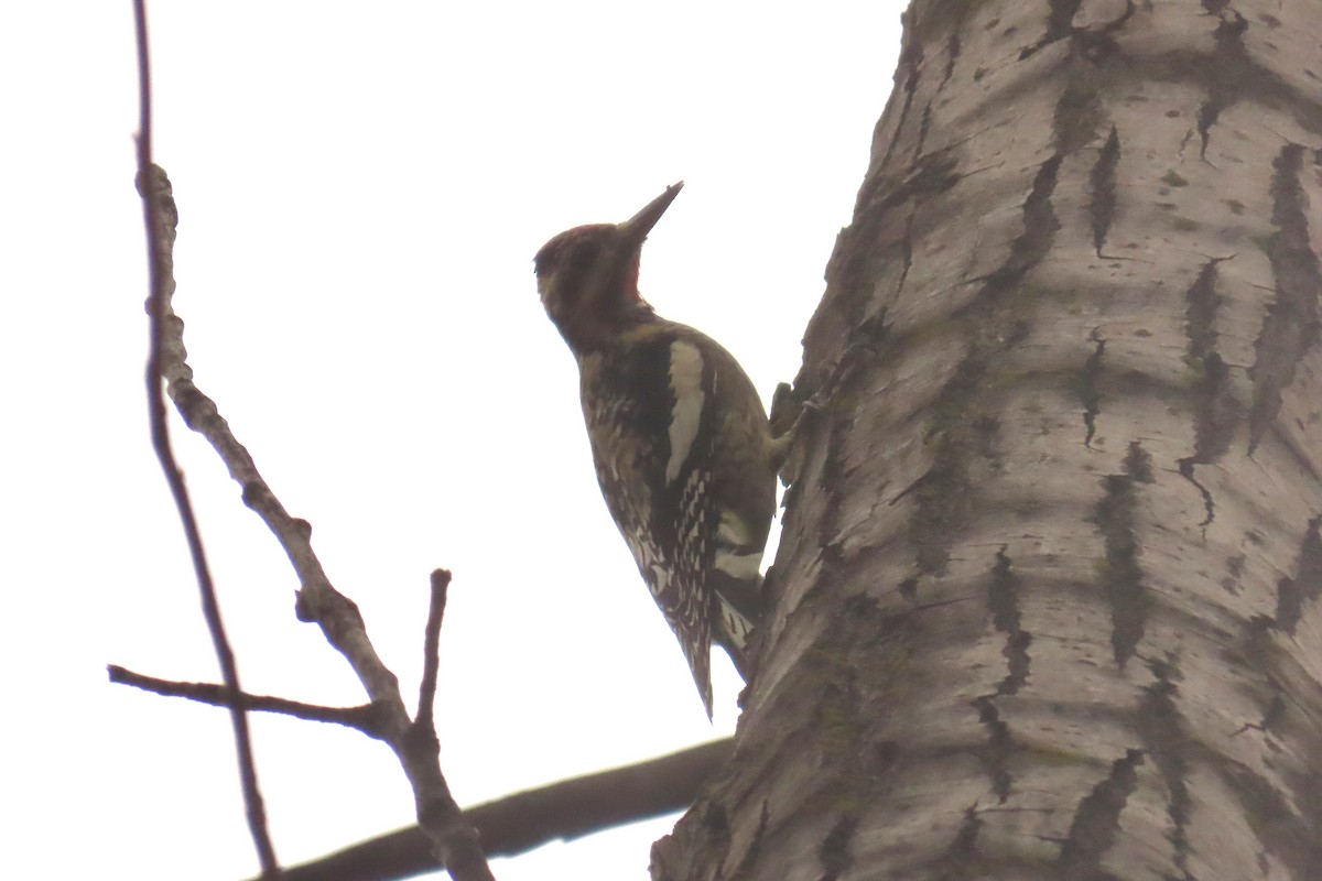 Yellow-bellied Sapsucker - ML643280958
