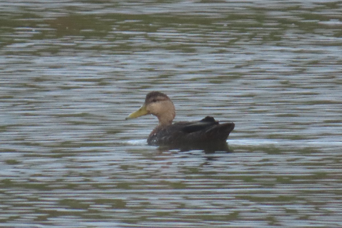 American Black Duck - ML643280967