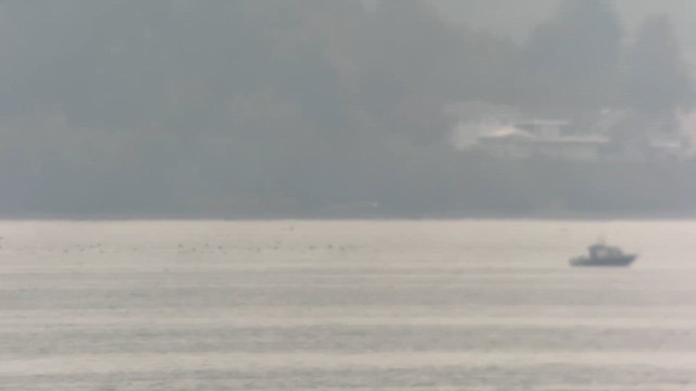 Short-tailed Shearwater - ML643280973