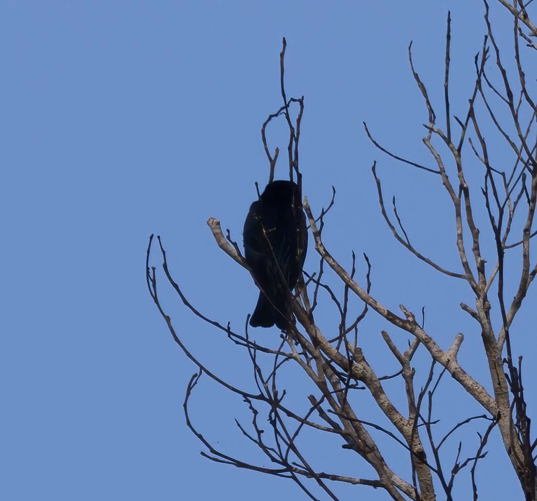 Square-tailed Drongo-Cuckoo - ML643280977