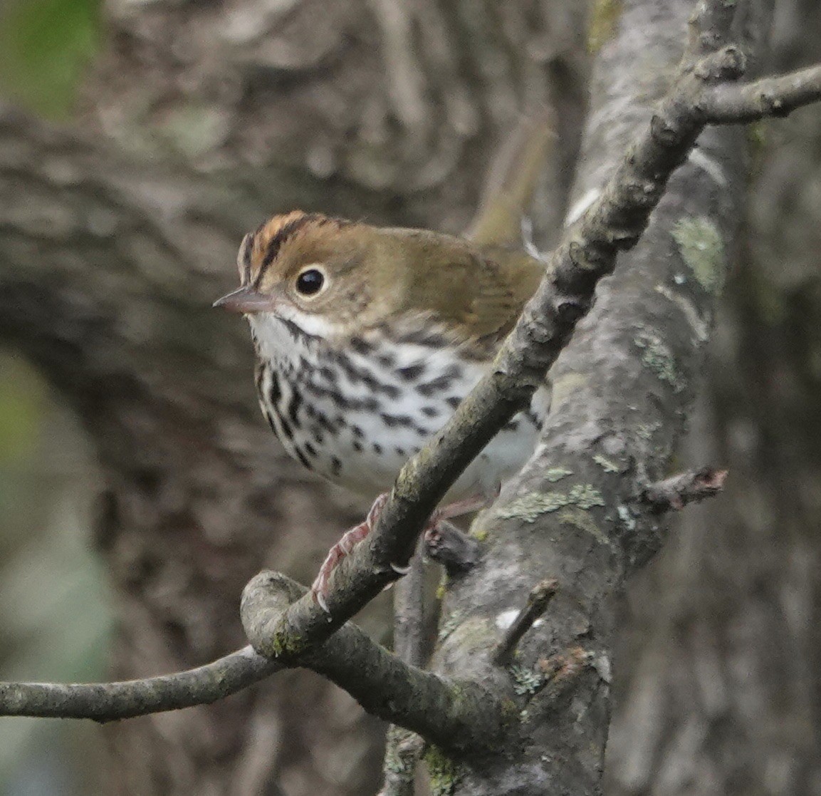 Ovenbird - ML643281035