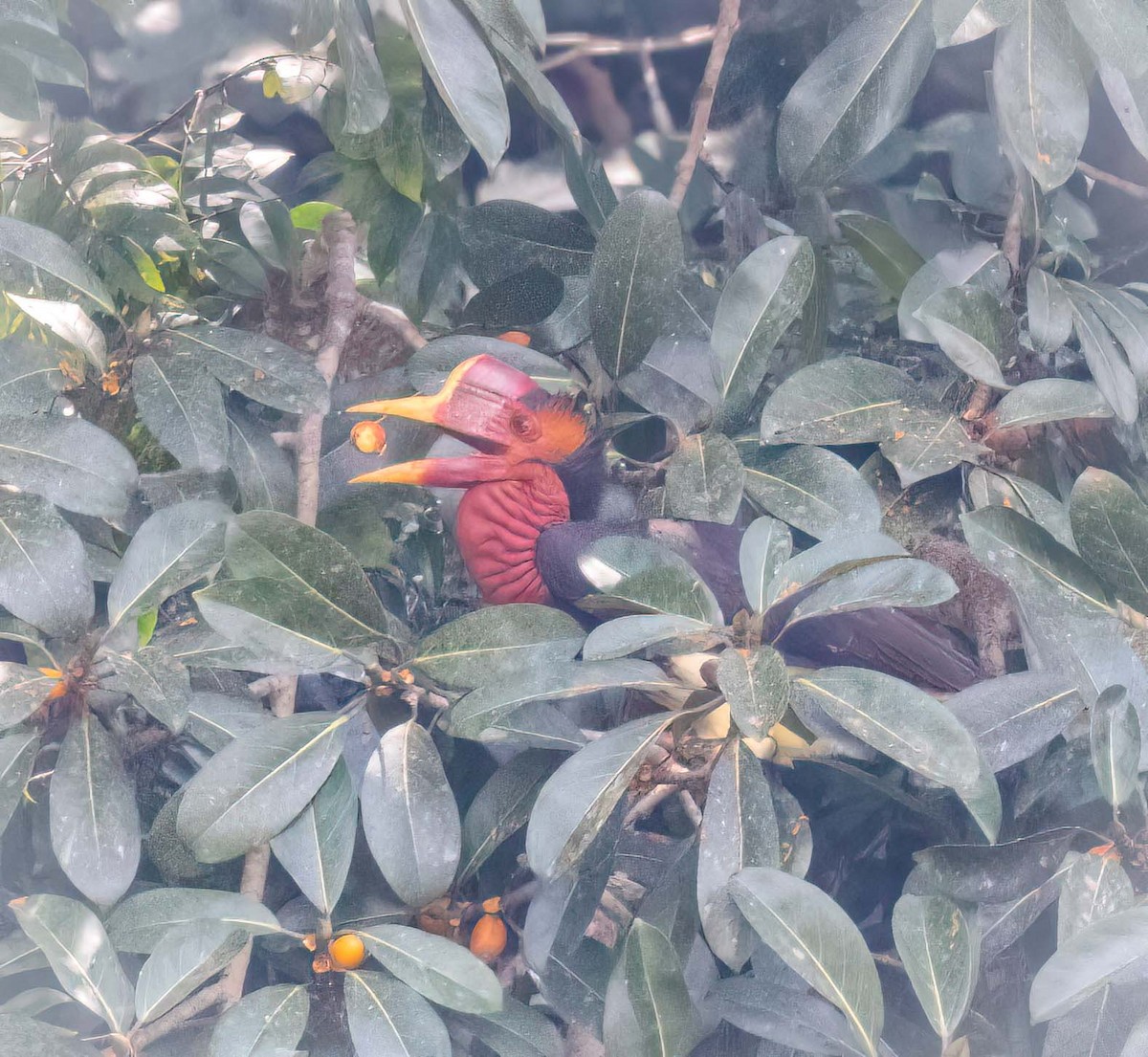 Helmeted Hornbill - ML643281037