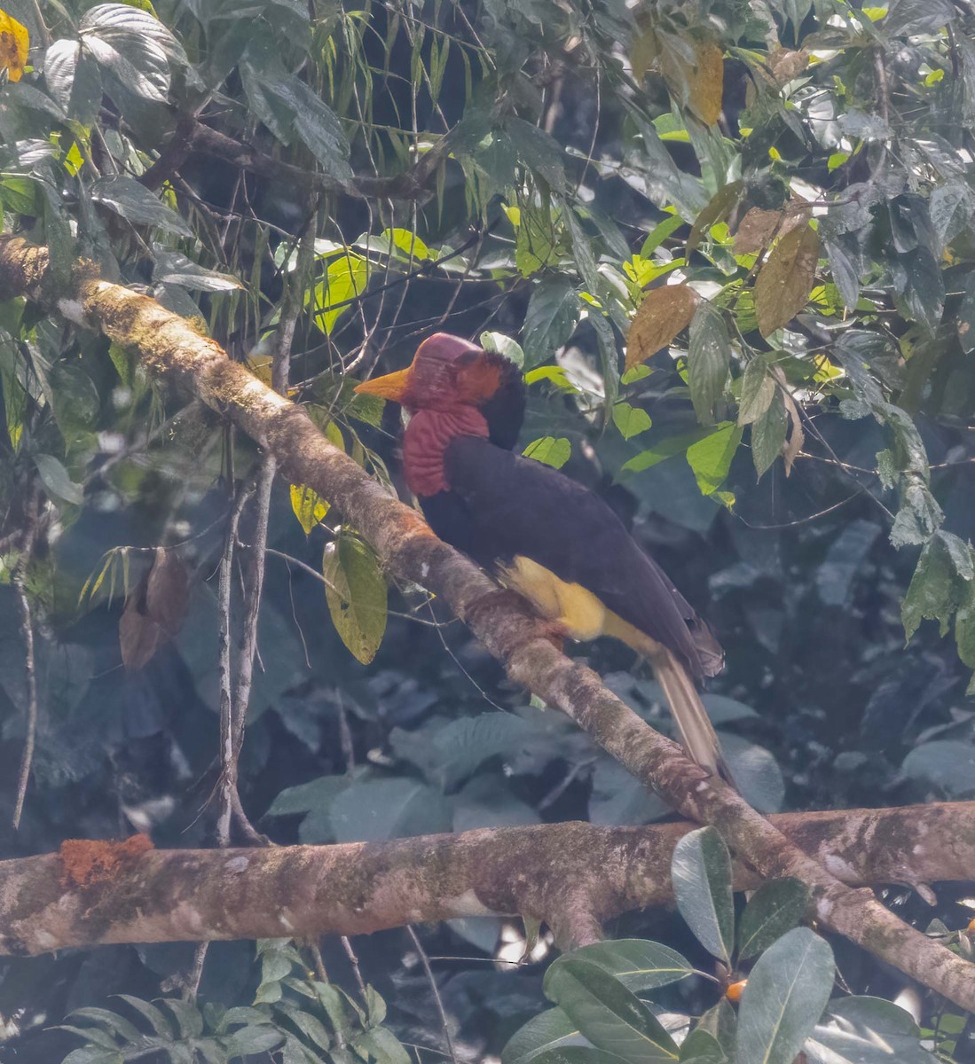 Helmeted Hornbill - ML643281047