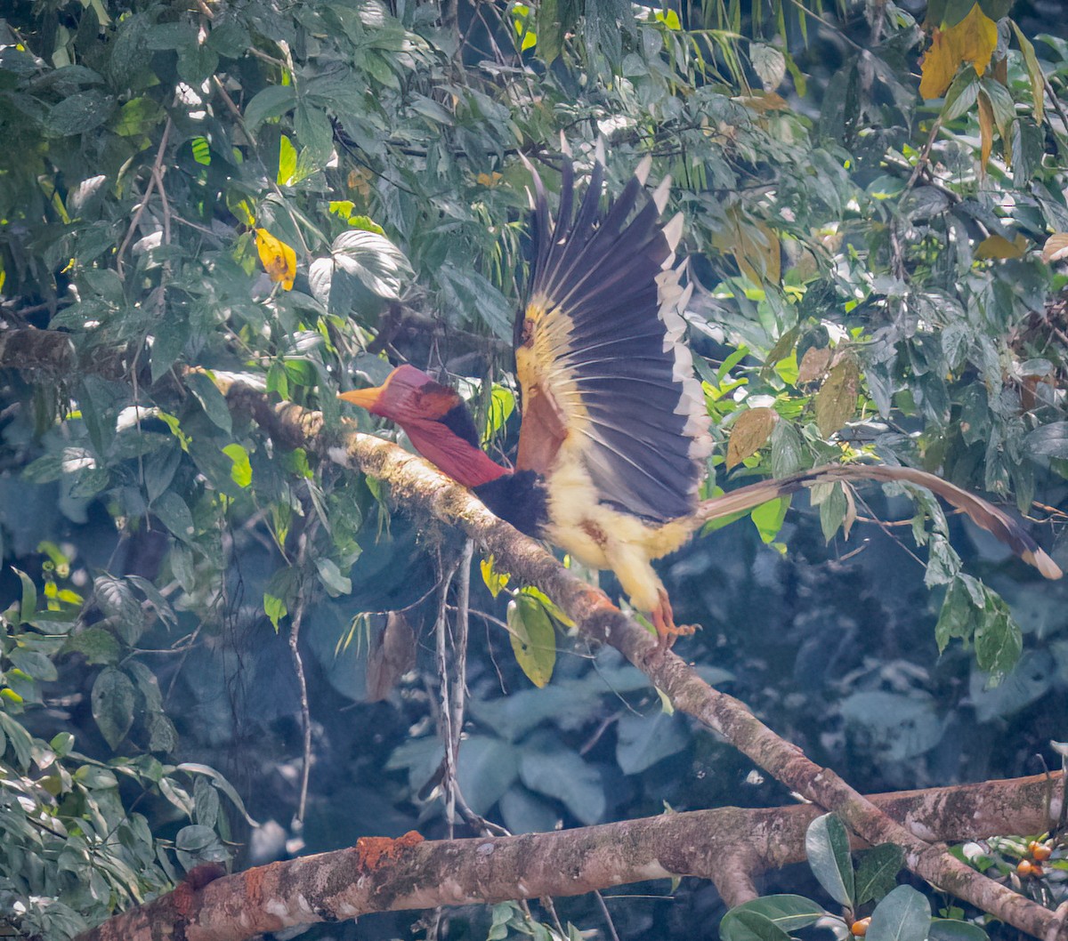Helmeted Hornbill - ML643281060