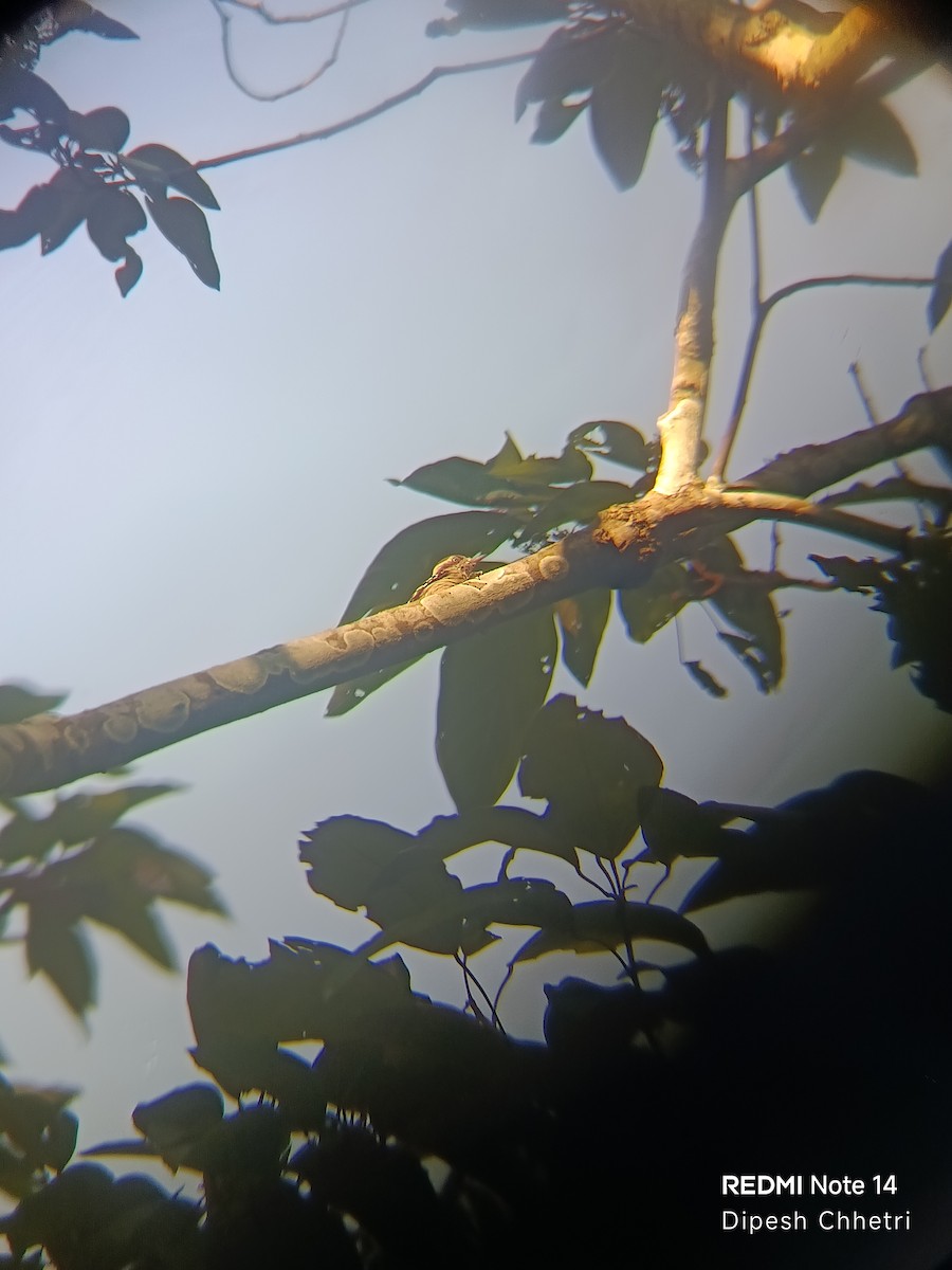 Brown-capped Pygmy Woodpecker - ML643281067