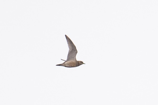 Eurasian Dotterel - ML643281075