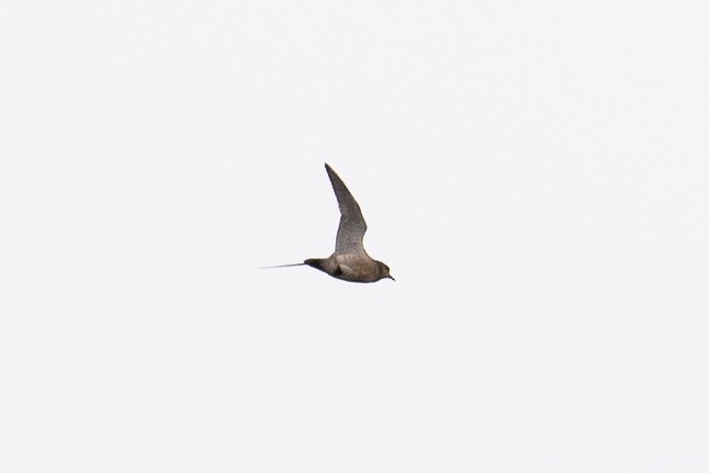 Eurasian Dotterel - ML643281076