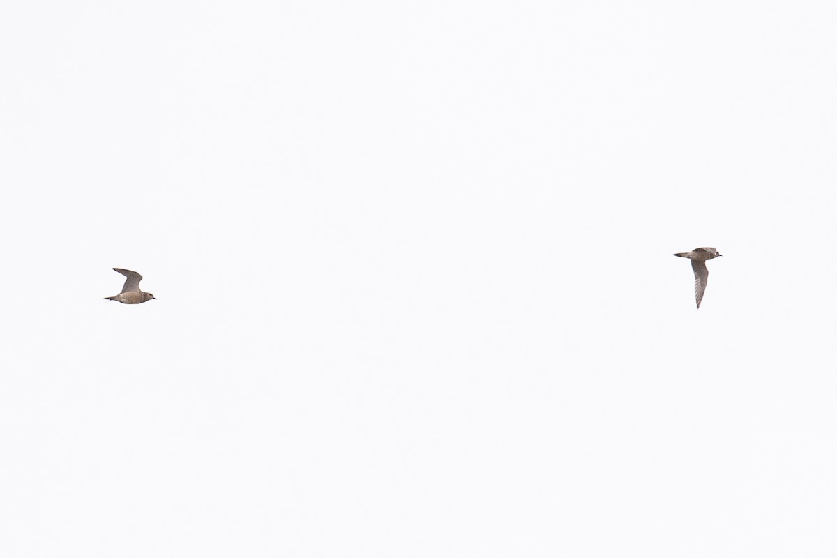 Eurasian Dotterel - ML643281078
