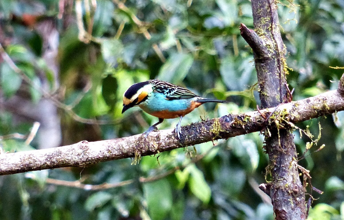 Golden-eared Tanager - ML643281111