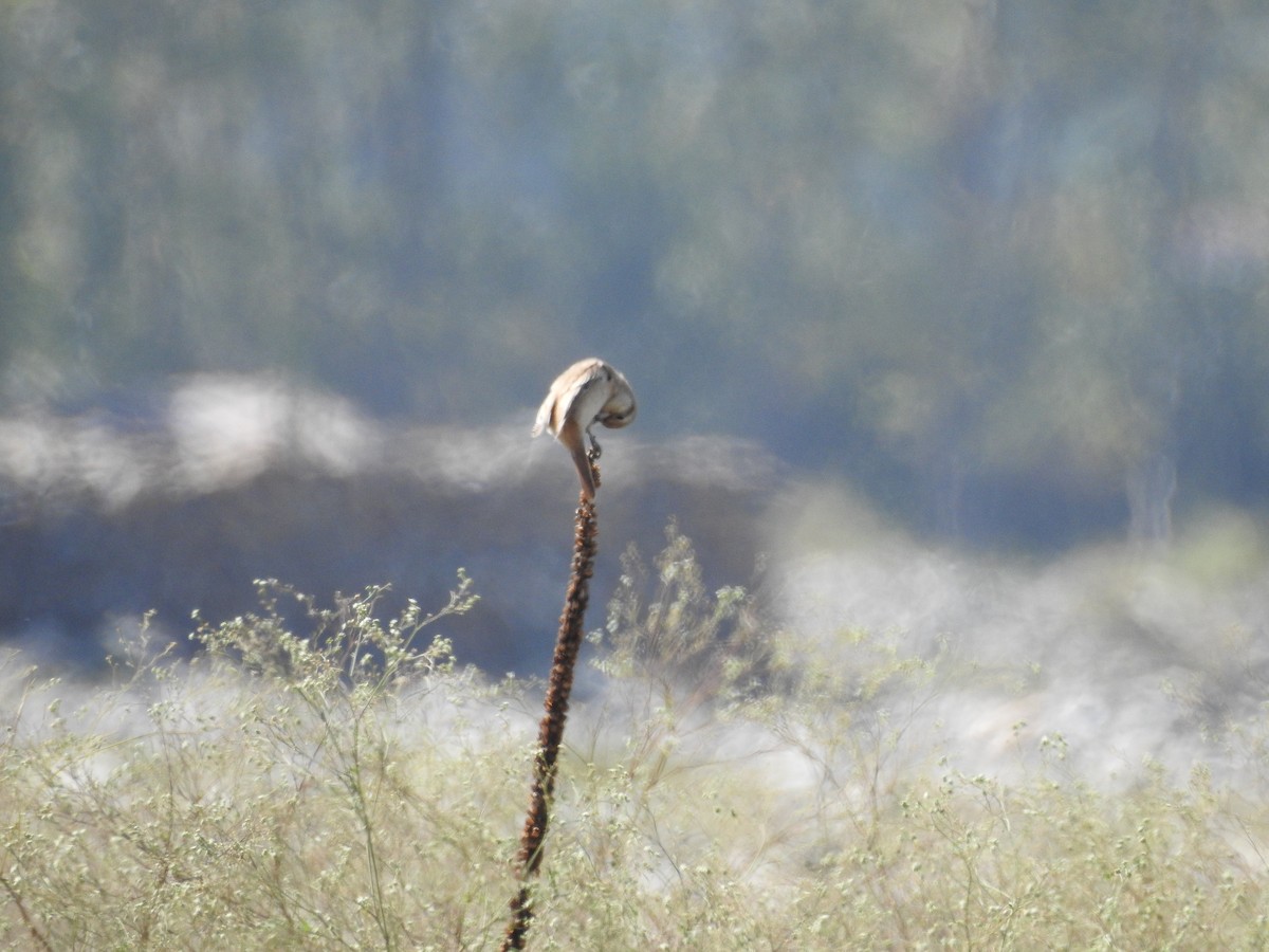 Isabelline Shrike - ML643281117