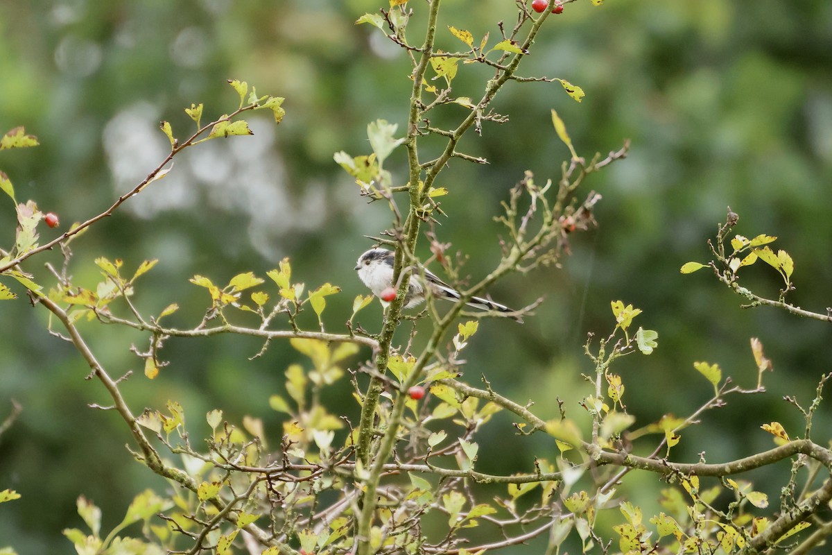 Long-tailed Tit (europaeus Group) - ML643281123