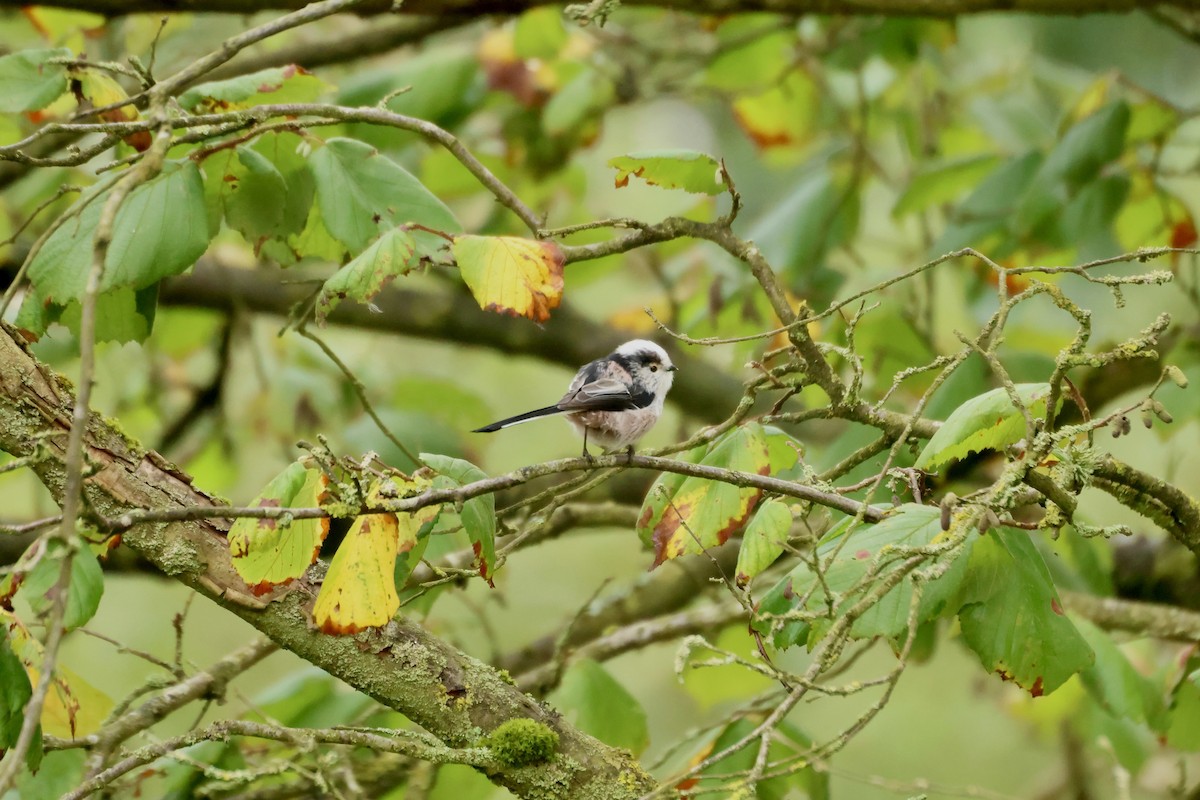 Long-tailed Tit (europaeus Group) - ML643281124