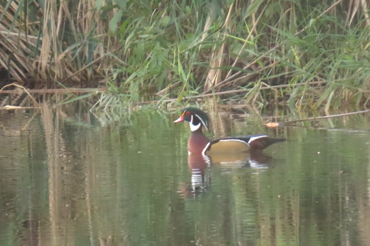 Wood Duck - ML643281137