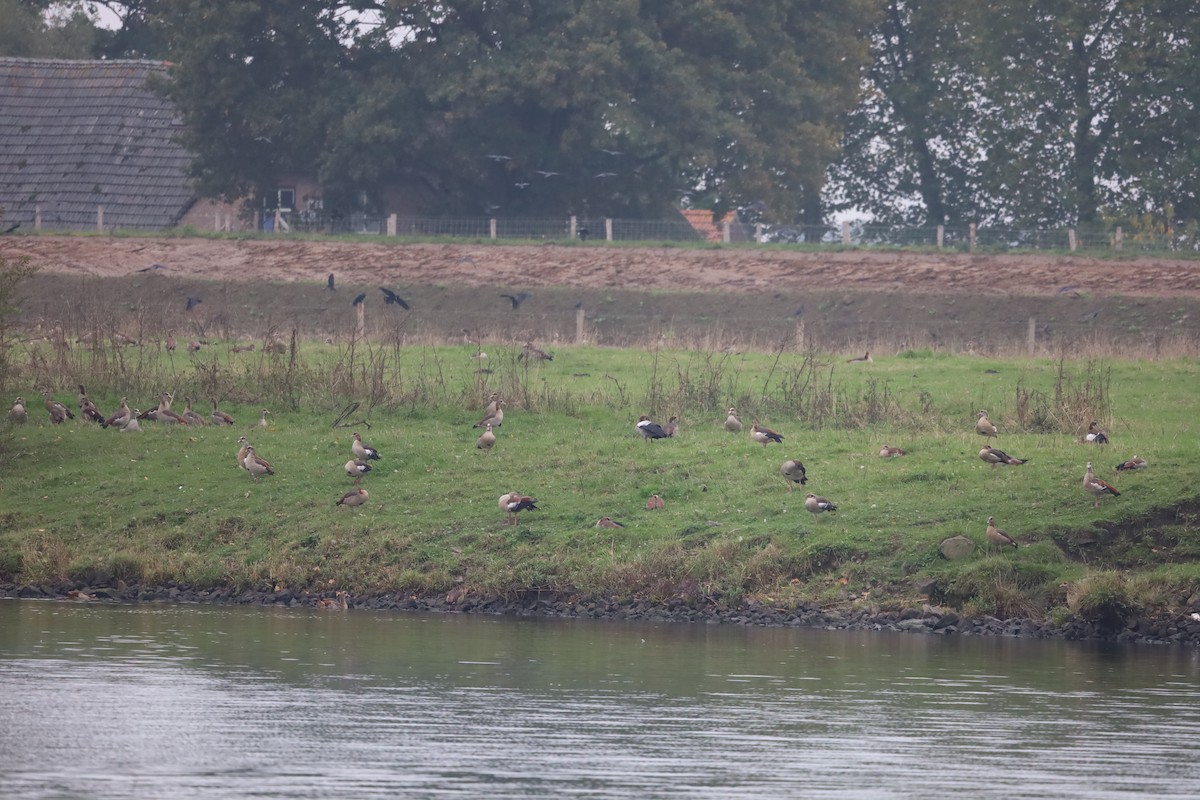 Egyptian Goose - ML643281155