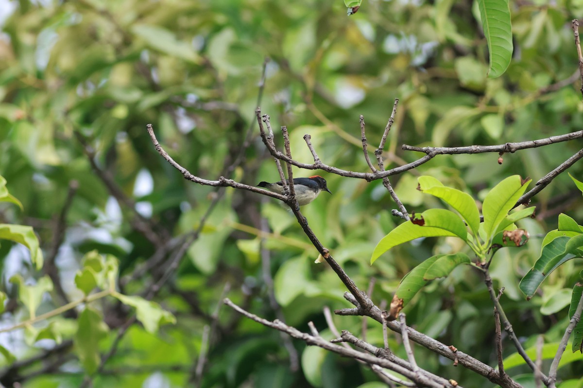 Scarlet-backed Flowerpecker - ML643281157