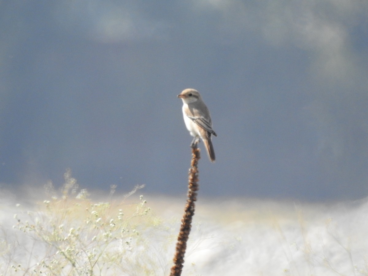 Isabelline Shrike - ML643281165