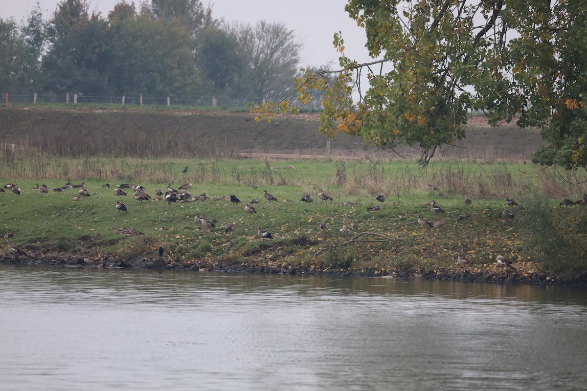 Egyptian Goose - ML643281168