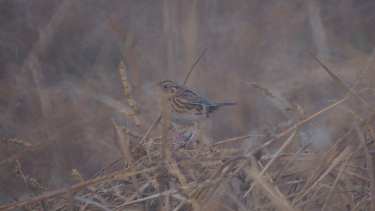LeConte's Sparrow - ML643281173