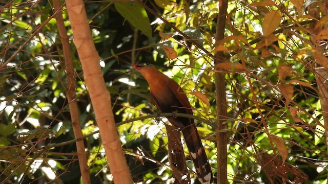 Black-bellied Cuckoo - ML643281188