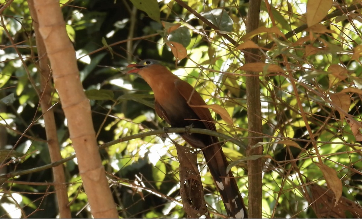 Black-bellied Cuckoo - ML643281201