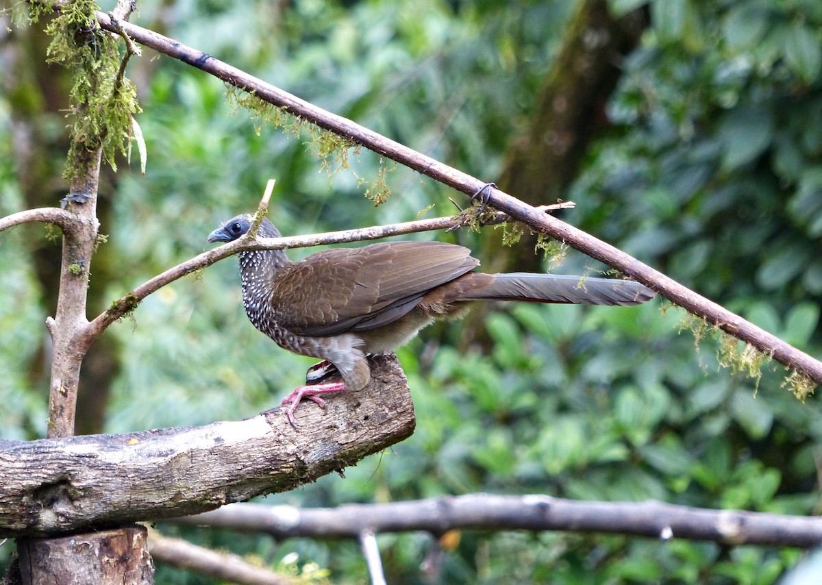Speckled Chachalaca - ML643281257