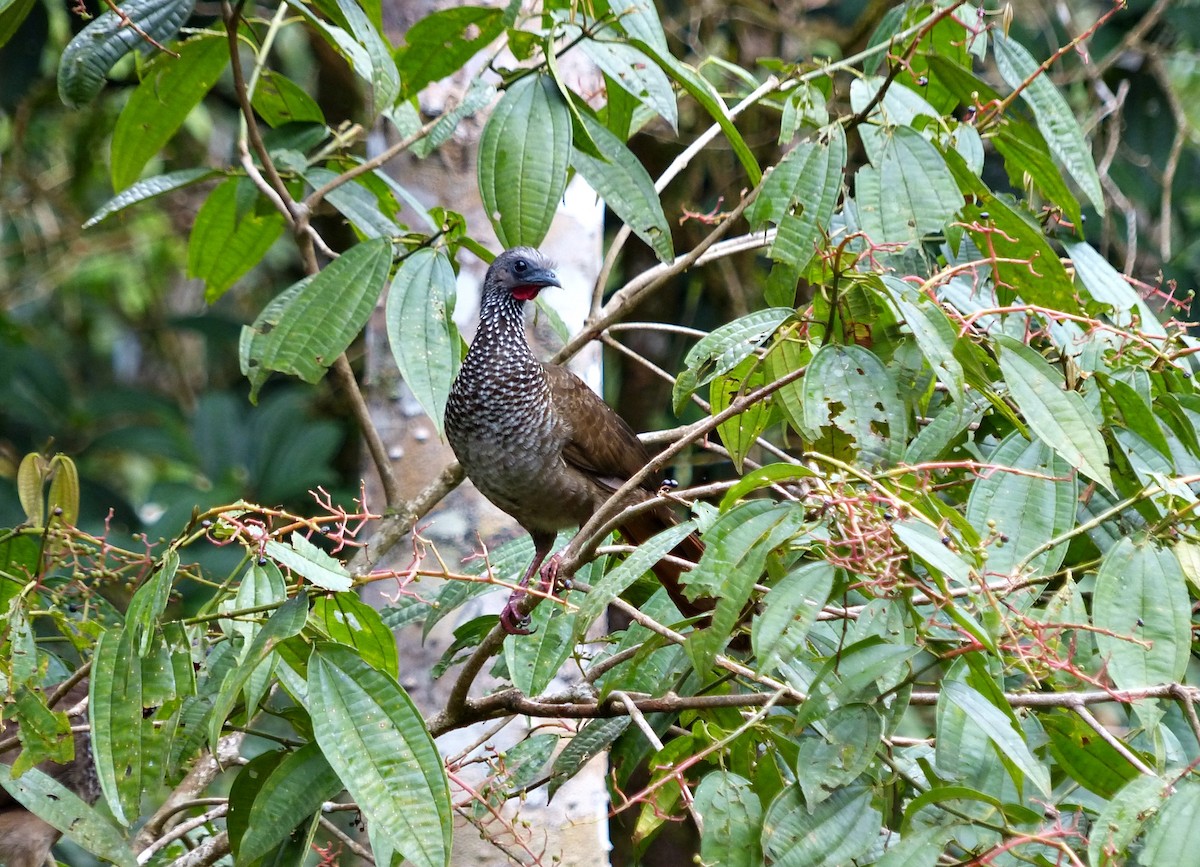 Speckled Chachalaca - ML643281259