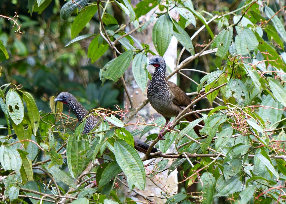 Speckled Chachalaca - ML643281260