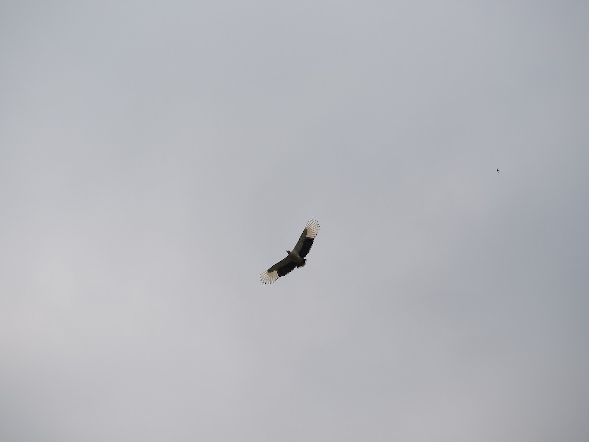 Palm-nut Vulture - ML643281272