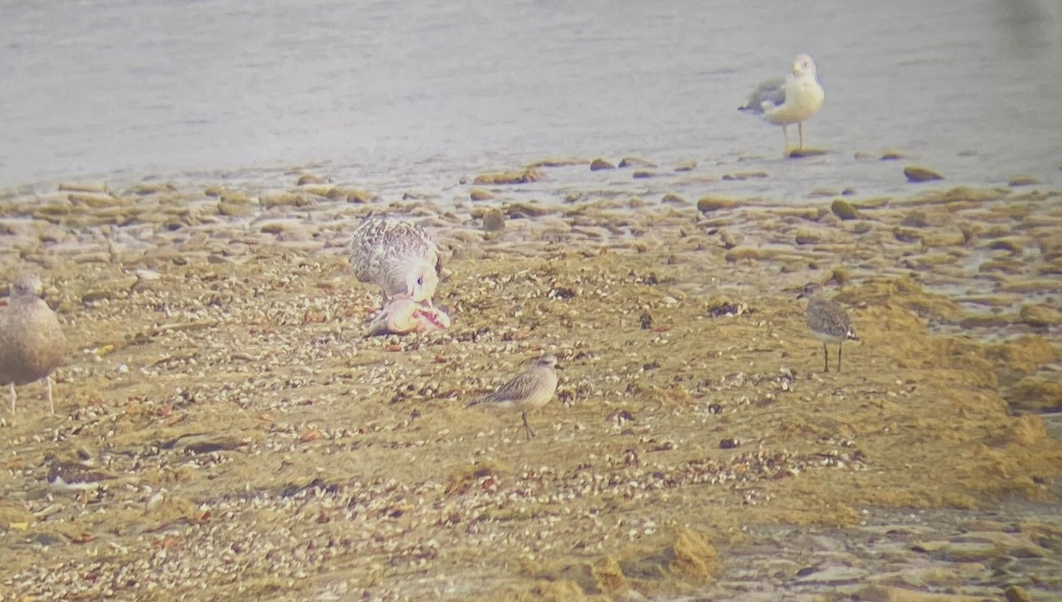 Black-bellied Plover - ML643281275