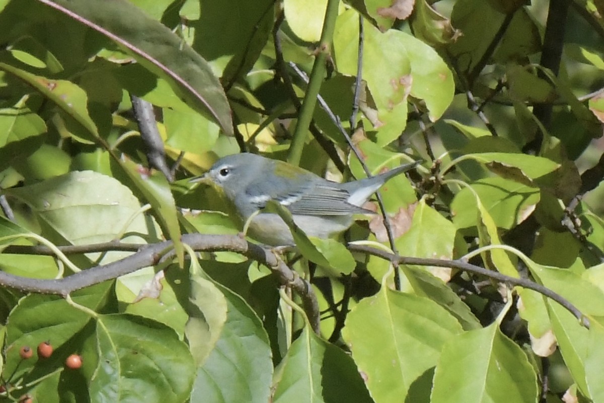 Northern Parula - ML643281292