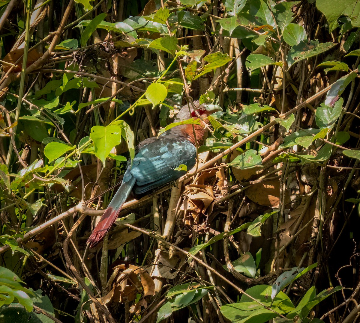 Chestnut-breasted Malkoha - ML643281297