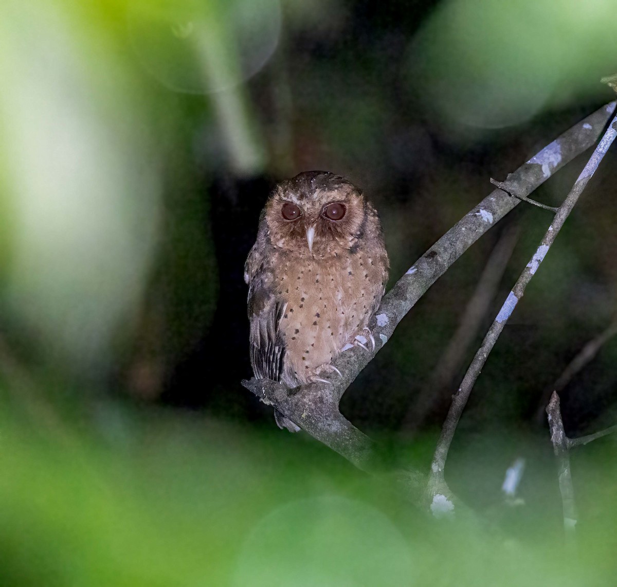 Reddish Scops-Owl - ML643281307