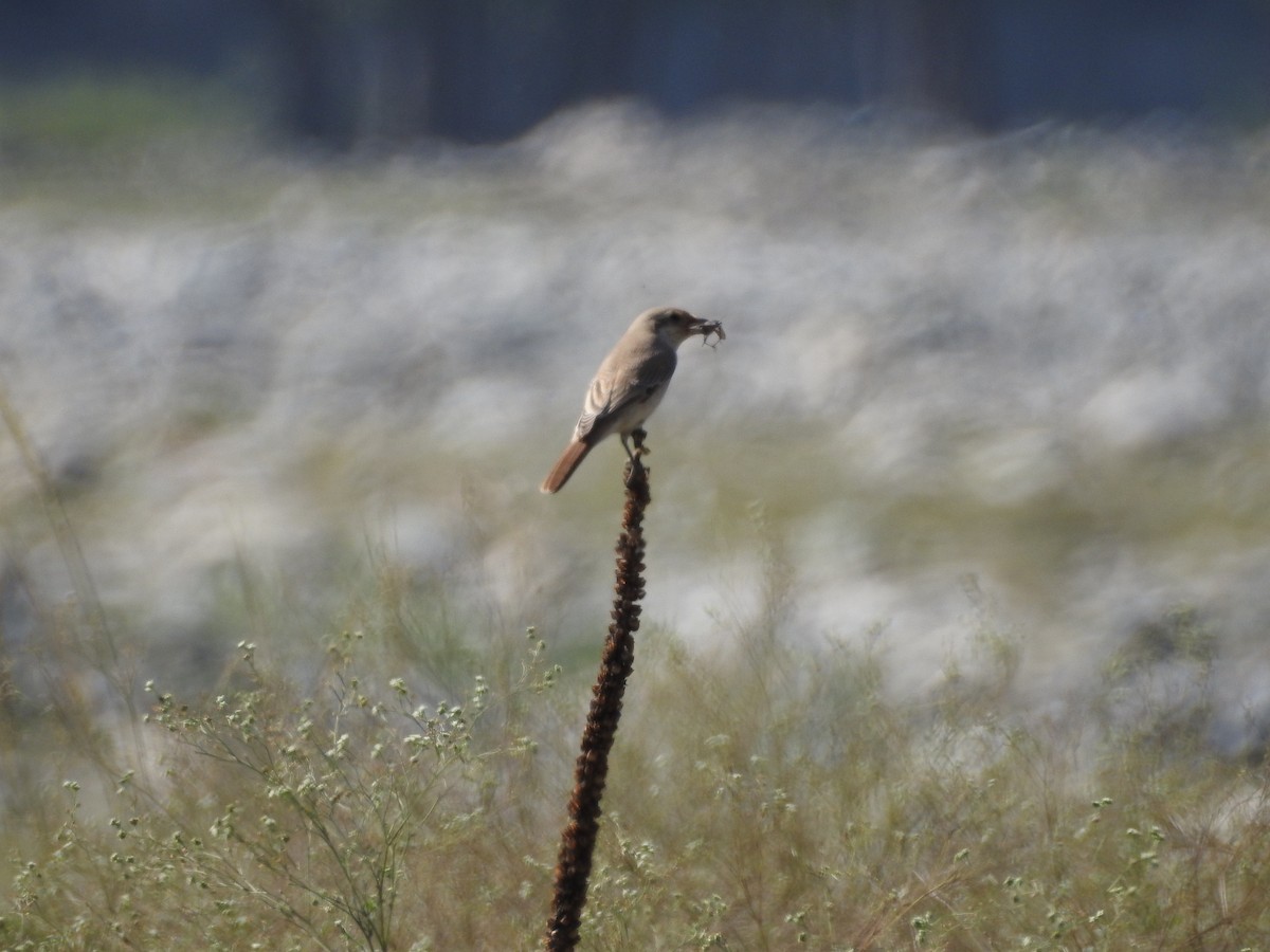 Isabelline Shrike - ML643281308