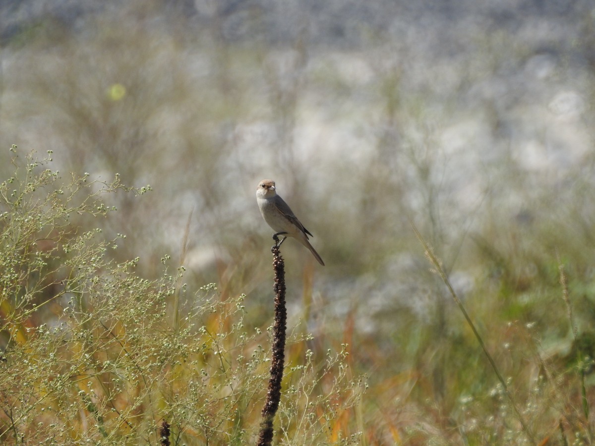 Isabelline Shrike - ML643281309