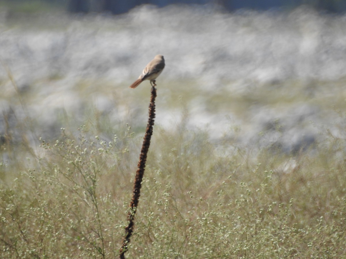 Isabelline Shrike - ML643281310