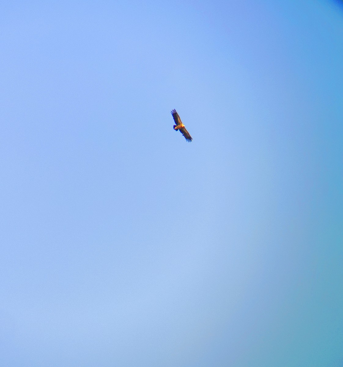 Himalayan Griffon - ML643281311