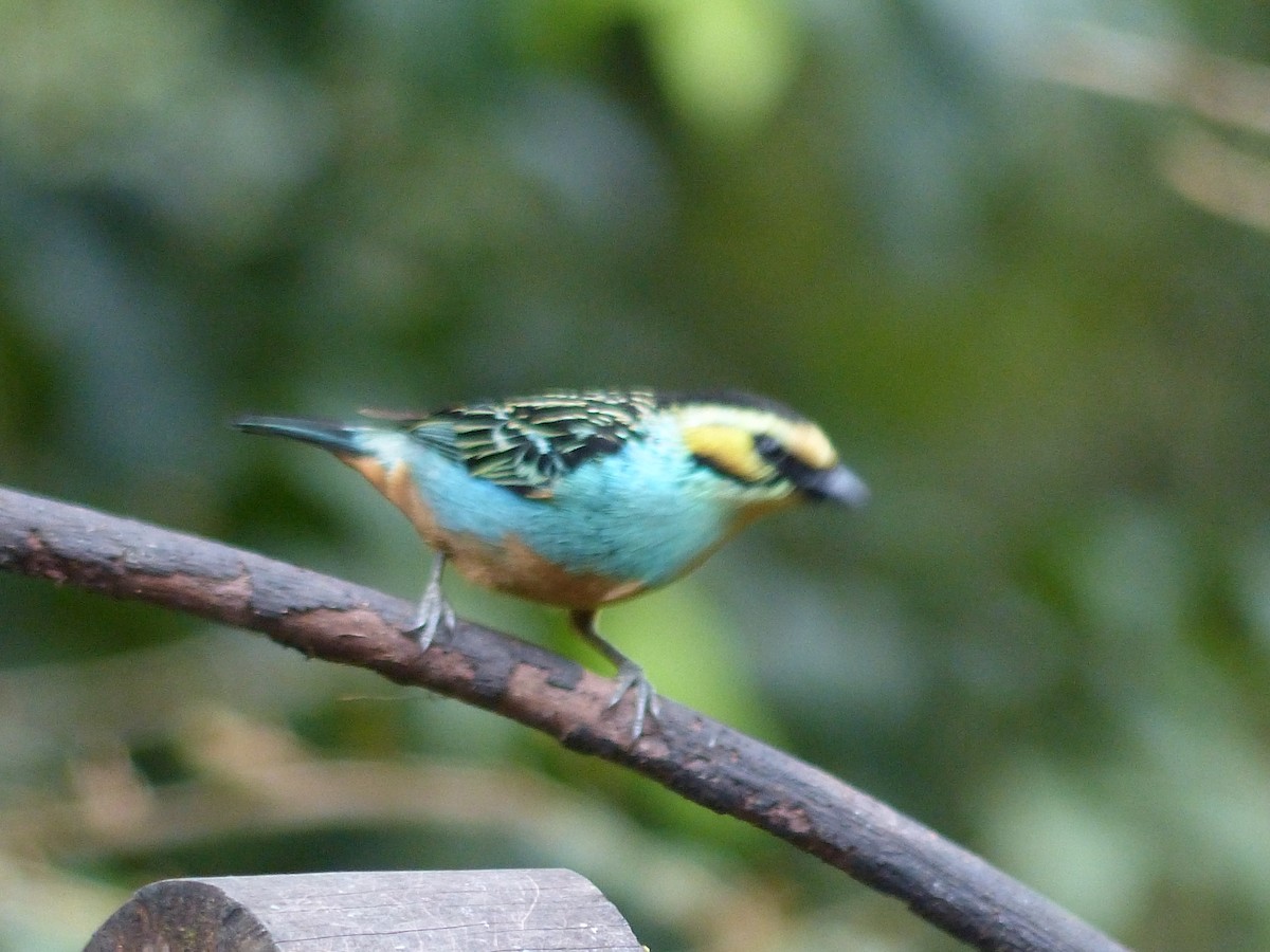 Golden-eared Tanager - ML643281314