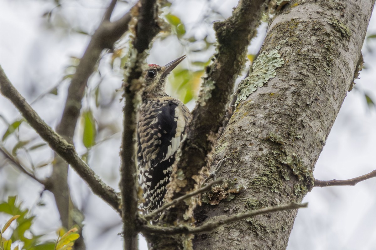 Yellow-bellied Sapsucker - ML643281333