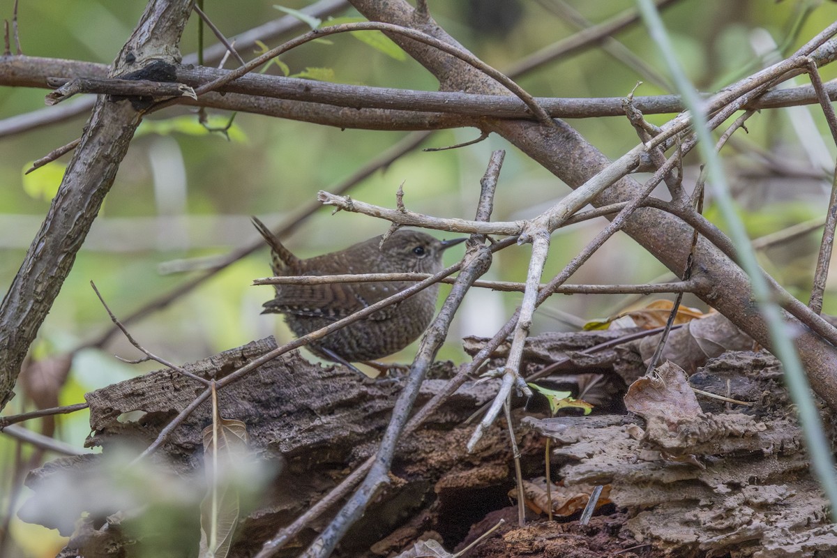 Winter Wren - ML643281337