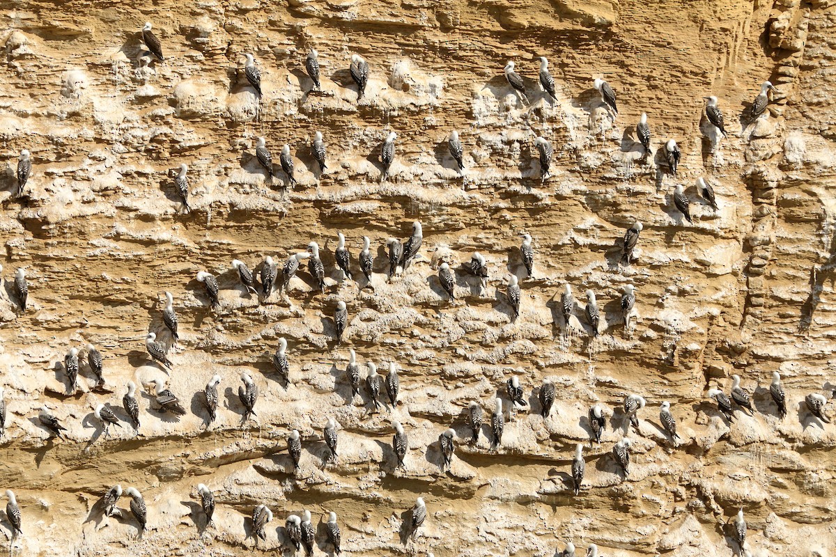 Peruvian Booby - ML643281339