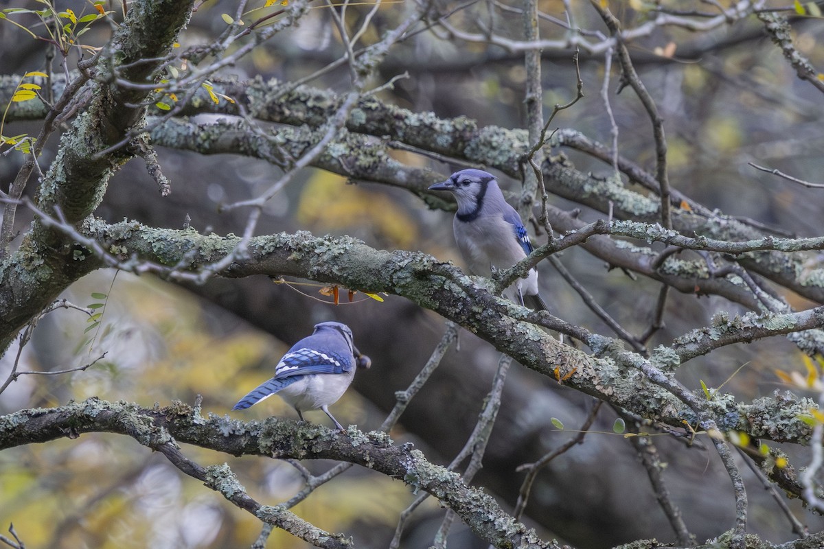 Blue Jay - ML643281351