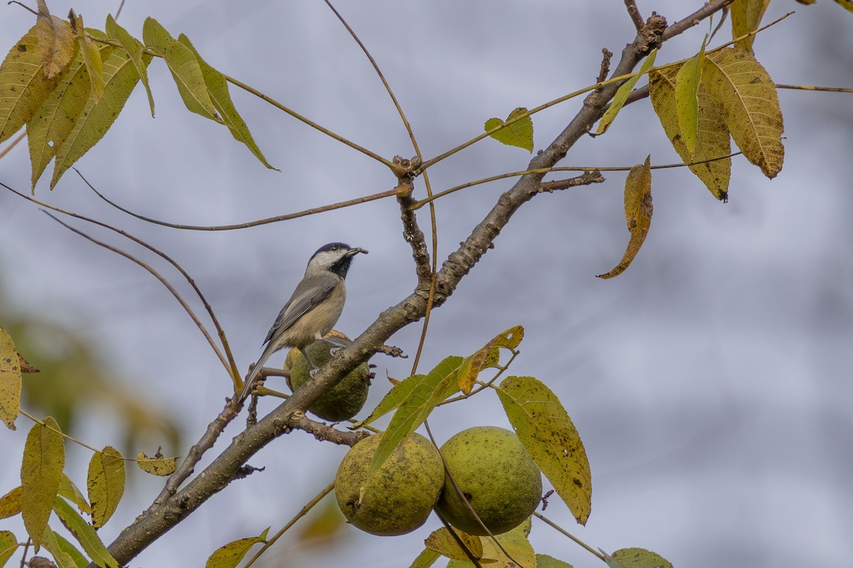 Carolina Chickadee - ML643281355