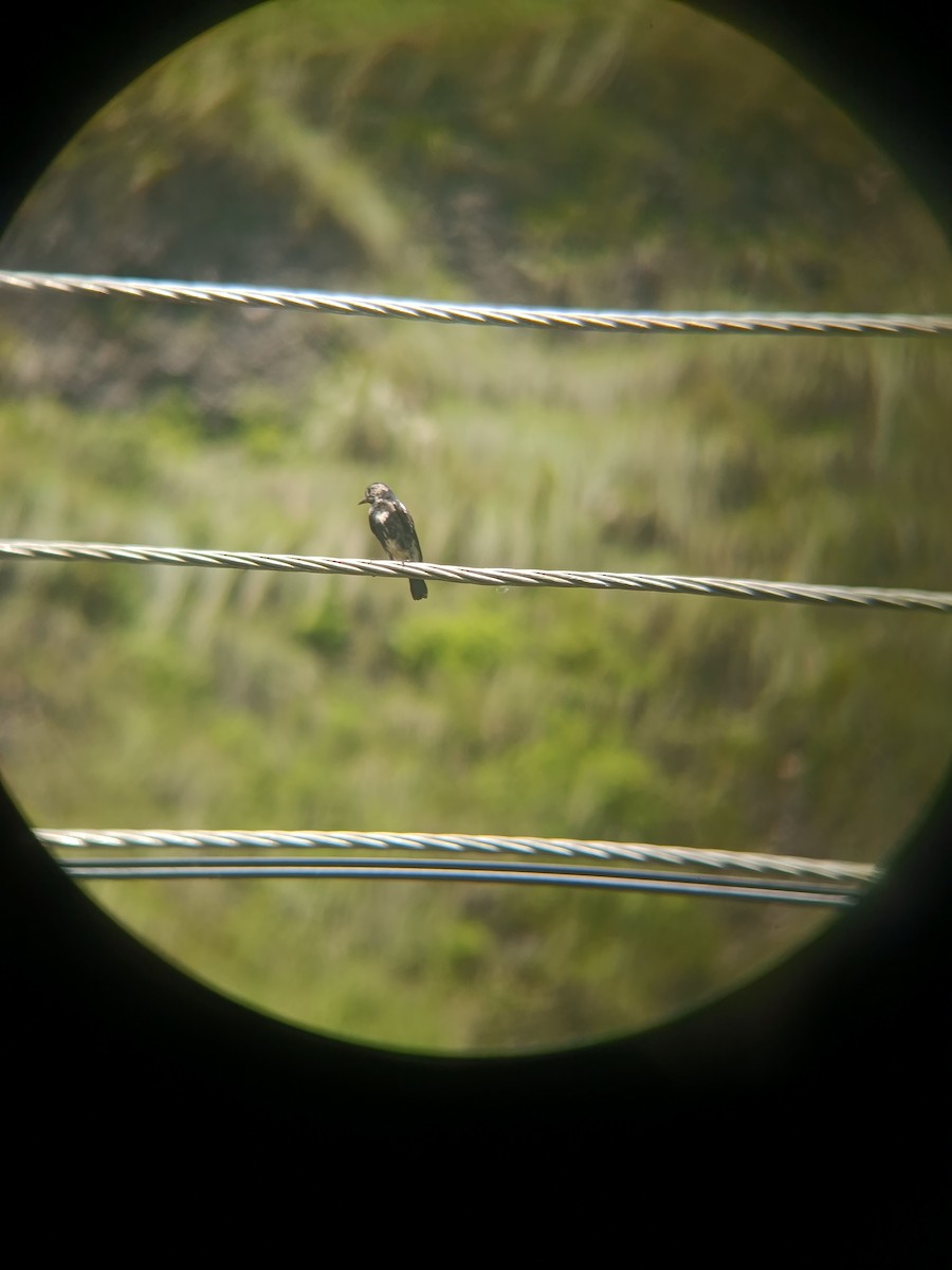 Pied Bushchat - ML643281359