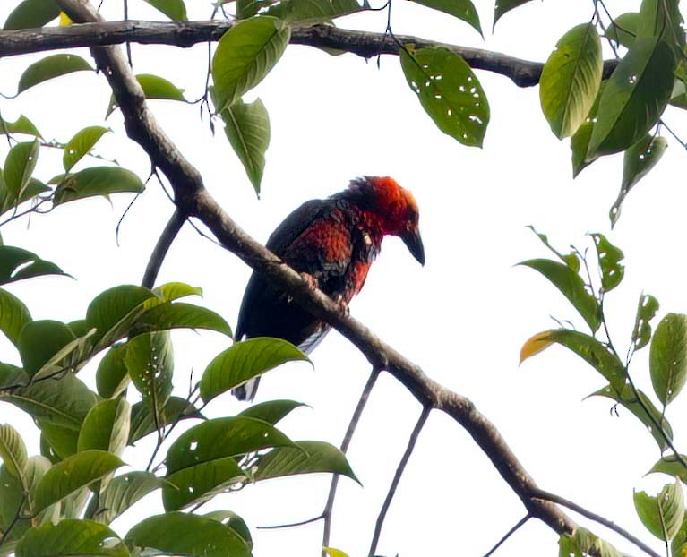 Bornean Bristlehead - ML643281360